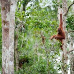 AWalmsley-Borneo Project-001