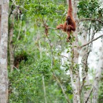 AWalmsley-Borneo Project-002