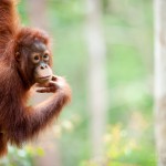 AWalmsley-Borneo Project-003