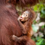 AWalmsley-Borneo Project-004