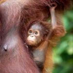 AWalmsley-Borneo Project-005