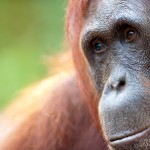 AWalmsley-Borneo Project-006