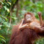 AWalmsley-Borneo Project-007
