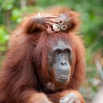 AWalmsley-Borneo Project-008