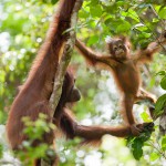 AWalmsley-Borneo Project-009