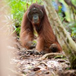 AWalmsley-Borneo Project-010