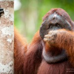AWalmsley-Borneo Project-011