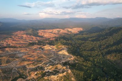 oil palm plantation encroachment into forest in Long Urun_August 2025_Photo provided to The Borneo Project from an anonymous source