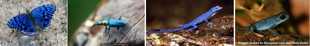 blue creatures