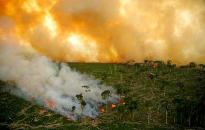 fire in the rainforest
