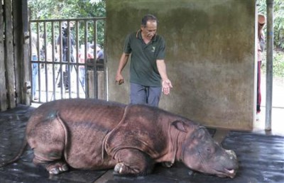 File photo of a veterinarian attending to Puntung, a newly captured female Sumatran Rhinoceros, in Lahad Datu