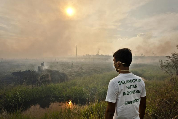 A Greenpeace activist bears witness to forest destruction in Riau Province, Indonesia. © Ulet Ifansasti / Greenpeace