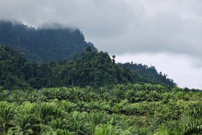 Forests and oil palm side by side