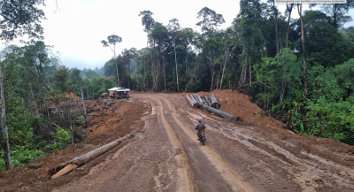 Logging road in former UBFA