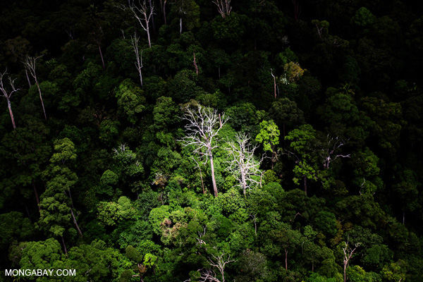 Dim outlook for Borneo's rainforests? © Mongabay.com