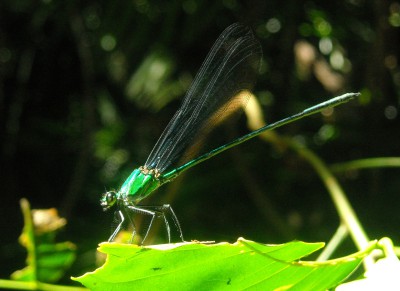 Dragonfly