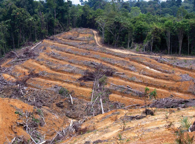 Deforestation in Muara Tae community land, East Kalimantan. Photo found in EIA report, Who Watches the Watchmen?