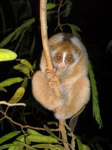 Slow Loris 2