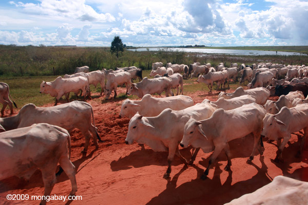 Herd of cattle in what once was the Brazilian Amazon. Photo Credit: Rhett A. Butler/Mongabay 