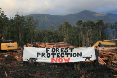 Progress and clear vindication after a determined campaign, but Ta Ann is still felling forest in Tasmania.