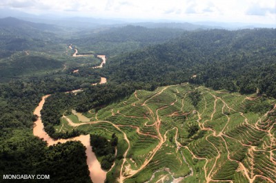 Deforestation for oil palm.